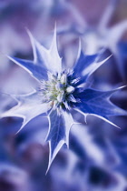 Sea Holly, Eryngium.