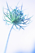 Carrot, Wild carrot, Daucus carota.