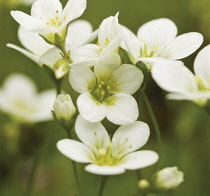 Flower.