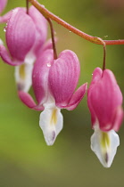 Bleedingheart, Dicentra.