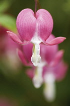 Bleedingheart, Dicentra.