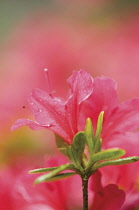 Azalea, Rhododendron.