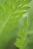 Yarrow, Achillea.