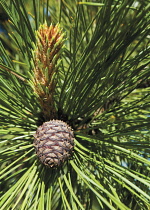 Pine, Shore pine, Pinus contorta.