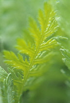 Yarrow, Achillea.