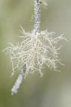 Lichen, Common witch's hair lichen, Aletoria sarmentosa.
