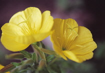 Evening Primrose, Oenothera biennis.