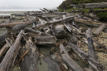 Driftwood.