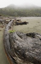 Driftwood.