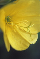 Evening Primrose, Oenothera biennis.