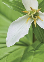 Trillium.