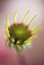 Echinacea, Purple coneflower, Echinacea.