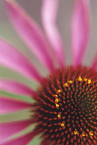 Echinacea, Purple coneflower, Echinacea.