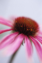 Echinacea, Purple coneflower, Echinacea.