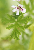 Geranium, Scented geranium, Pelargonium, Pelargonium graveolens.