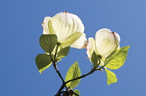 Dogwood, Flowering dogwood, Cornus kousa.