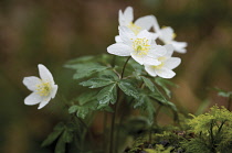 Anemone, Wood anemone, Anemone nemorosa.