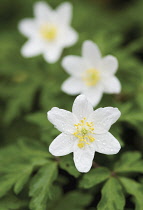 Anemone, Wood anemone, Anemone nemorosa.