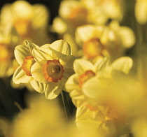 Daffodil, Narcissus.