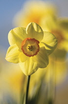 Daffodil, Narcissus.