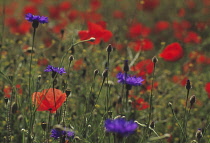 Poppyfield, Papaver rhoeas.