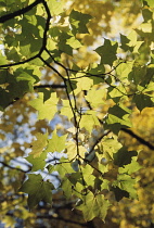 Sycamore, Acer pseudoplatanus.