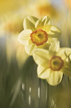 Daffodil, Narcissus.