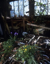 Dliapidated shed.