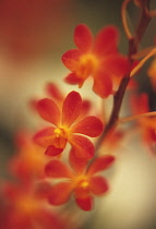 Orchid, Doritaenopsis.