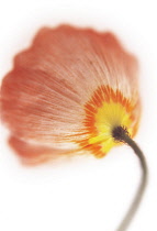 Poppy, Papaver nudicaule, Icelandic poppy, Papaver croceum., Icelandic poppy, Papaver croceum.