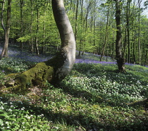 Wildgarlic, Ramsons, Allium ursinum.