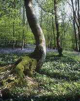 Wildgarlic, Ramsons, Allium ursinum.