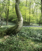 Wildgarlic, Ramsons, Allium ursinum.