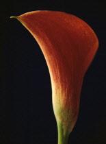 Lily, Arum lily, Calla lily, Arum.
