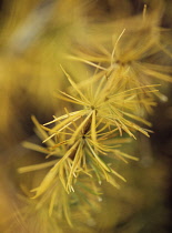 Larch, Larix decidua.