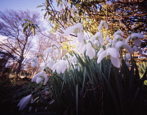 Snowdrop, Galanthus nivalis.