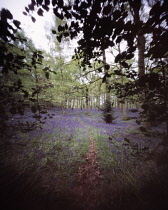 Bluebell wood, Hyacinthoides.
