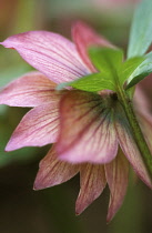 Hellebore, Helleborus.