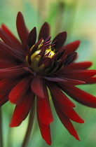 Dahlia, Dahlia 'Chat Noir'.