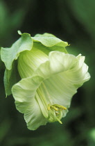 Cup and Saucer, Cobaea scandens.