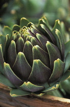 Globe Artichoke, Cynara scolymus.