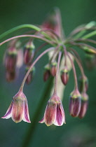 Nectaroscordum, Nectaroscordum siculum bulgaricum.