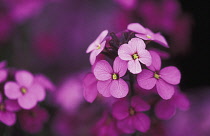 Wallflower, Perennial wallflower, Erysimum 'Bowles Mauve'.