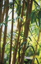 Bamboo, Phyllostachys viva x 'Aurecaulis'.