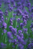 Lavender, Lavandula augustifolia 'Holgate'.
