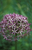 Allium, Allium cristophii.