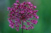 Allium, Allium Hollandicum 'Purple sensation'.