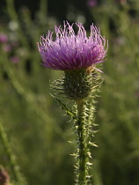 Thistle, Spear thistle, Scotch thistle, Bull thistle, Cirsium vulgare.