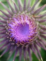 Thistle, Spear thistle, Scotch thistle, Bull thistle, Cirsium vulgare.