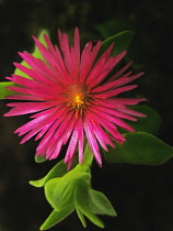 Mesembryanthemum, Dorotheanthus.